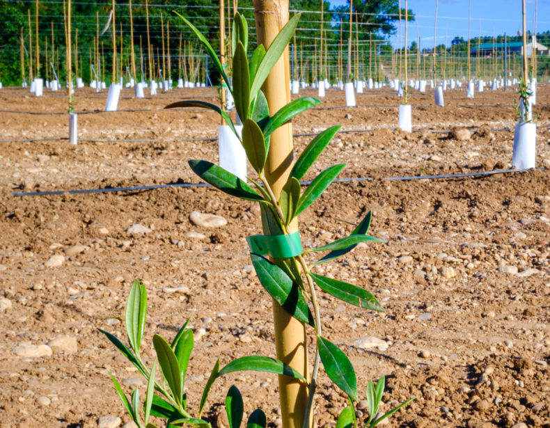 New planting of fruit trees with innovative drip irrigation systems on fertile lands.
